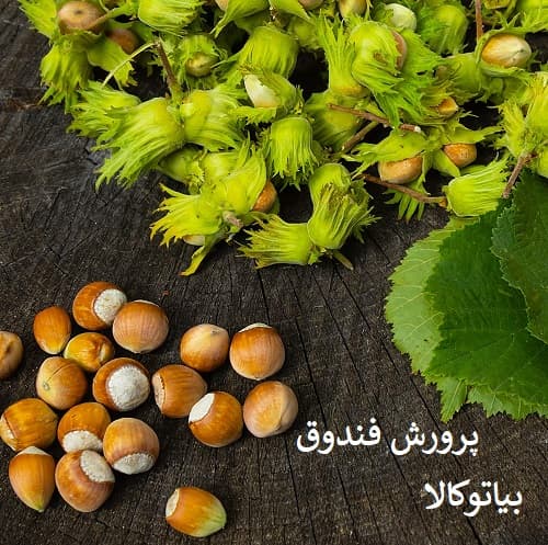 پرورش فندق؛ بهترین سرمایهگذاری کشاورزی